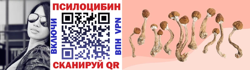 кракен маркетплейс  Новоржев  Псилоцибиновые грибы прущие грибы  закладки 